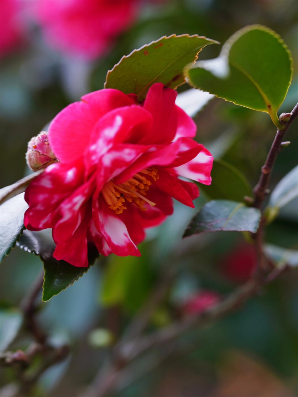 冬日茶梅 丹玉(二)  大家好!