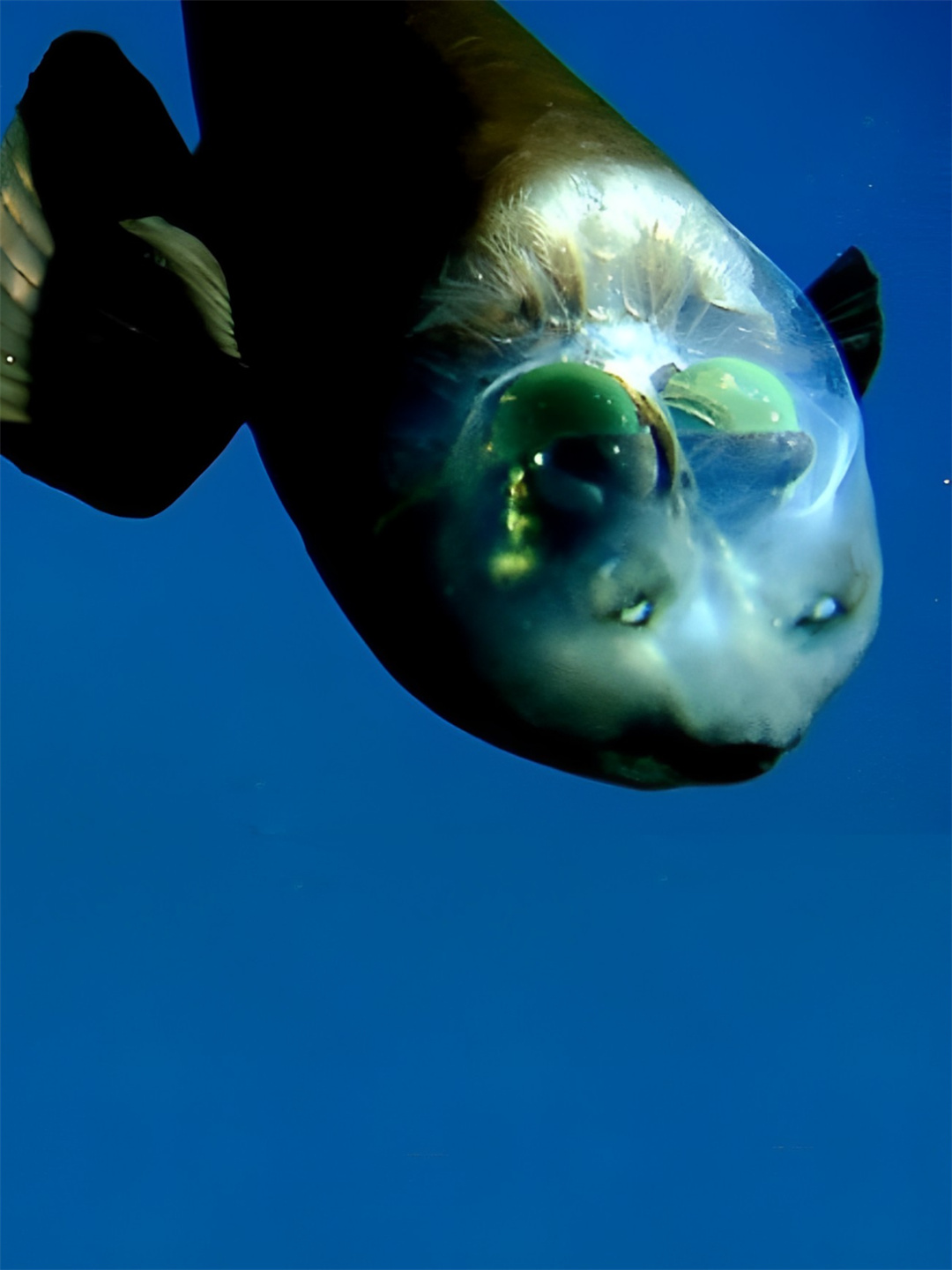 海洋生物管眼鱼 管眼鱼