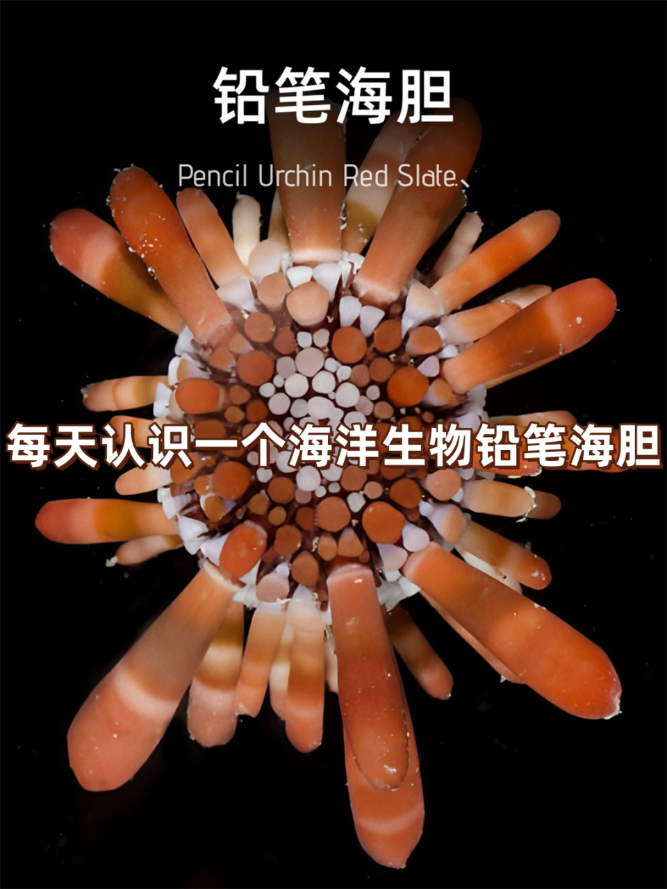 每天认识一个海洋生物铅笔海胆  铅笔海胆,别称板岩铅笔海胆,红板岩