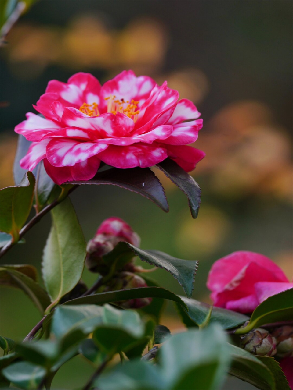 冬日茶梅 丹玉(二)  大家好!