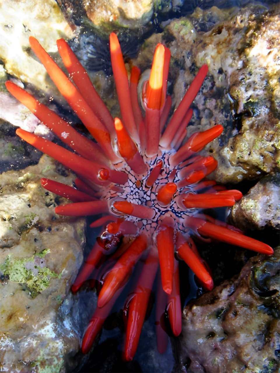 每天认识一个海洋生物铅笔海胆  铅笔海胆,别称板岩铅笔海胆,红板岩