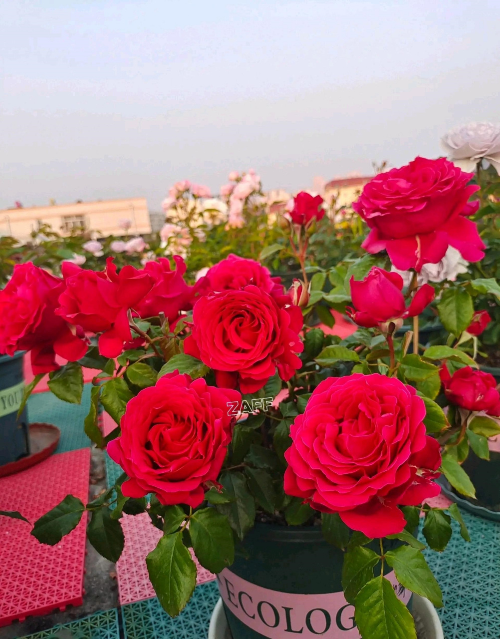 2月图文动态激励计划# 月季花"米迦勒",全名天使长米迦勒,著名女性