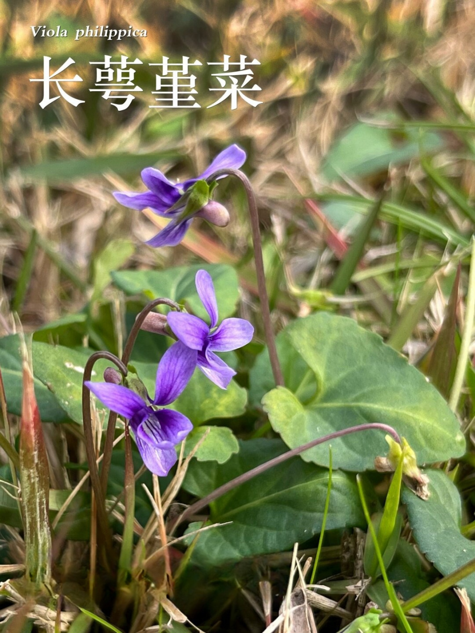 紫色小花长萼堇菜  长萼堇菜是一种多年生草本植物,具有以下特点:  茎