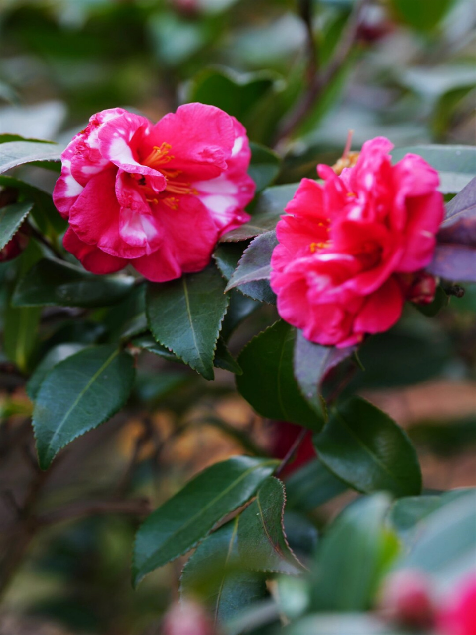 冬日茶梅 丹玉(二)  大家好!