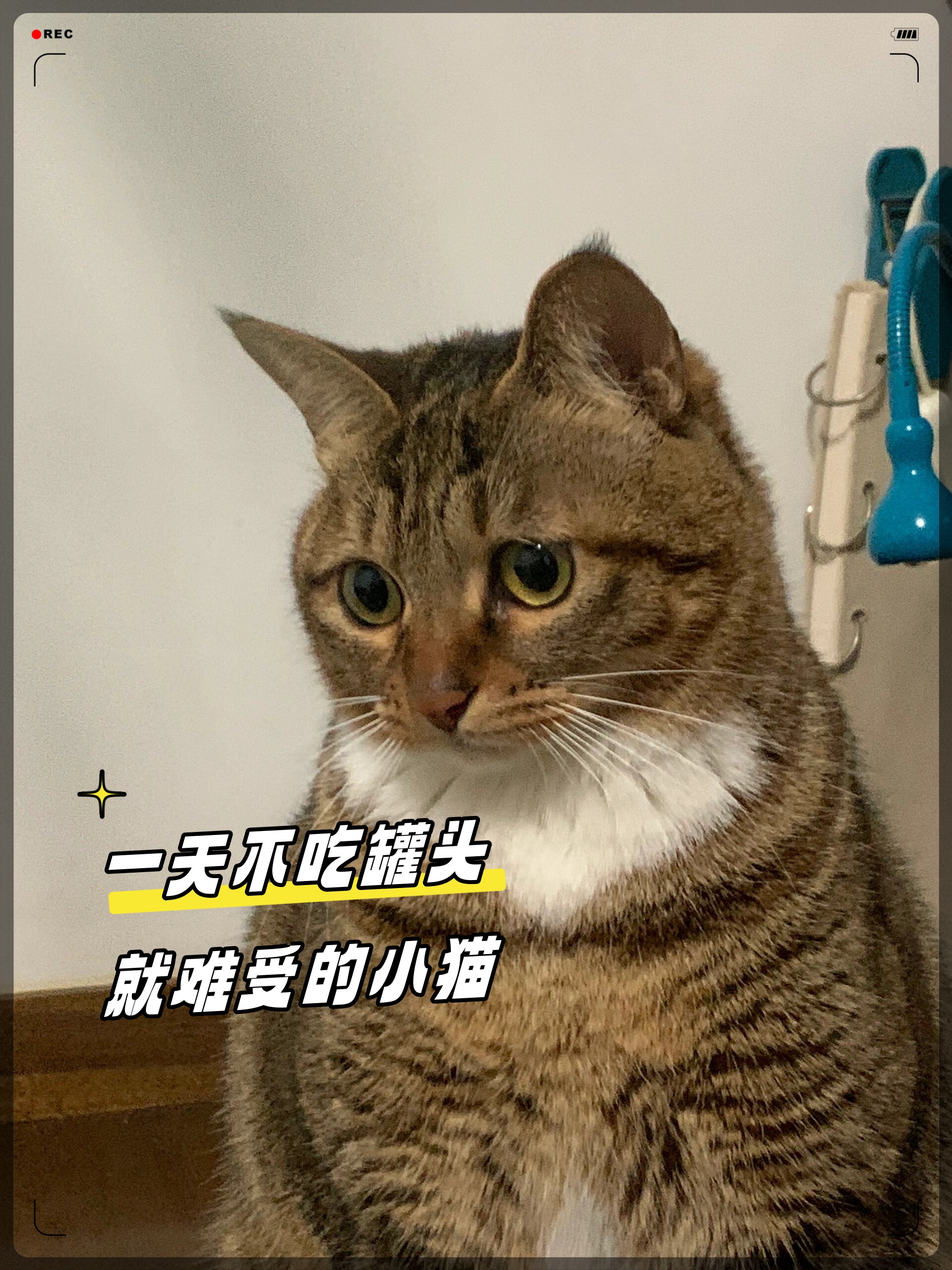 一天不吃罐头就难受的小猫