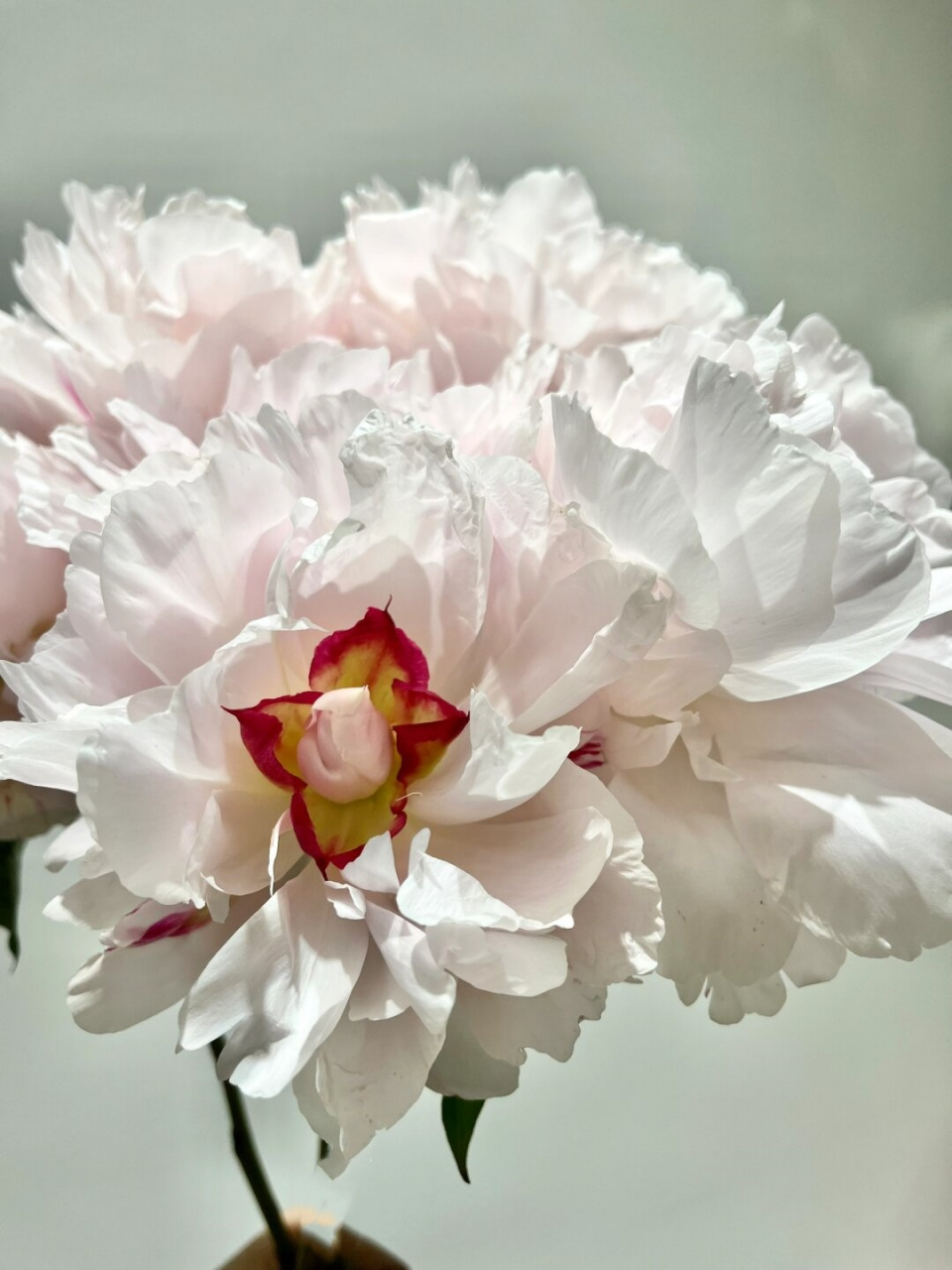 每天带你认识一种花材 粉池金鱼芍药  我是"粉池金鱼"芍药,我的花语是