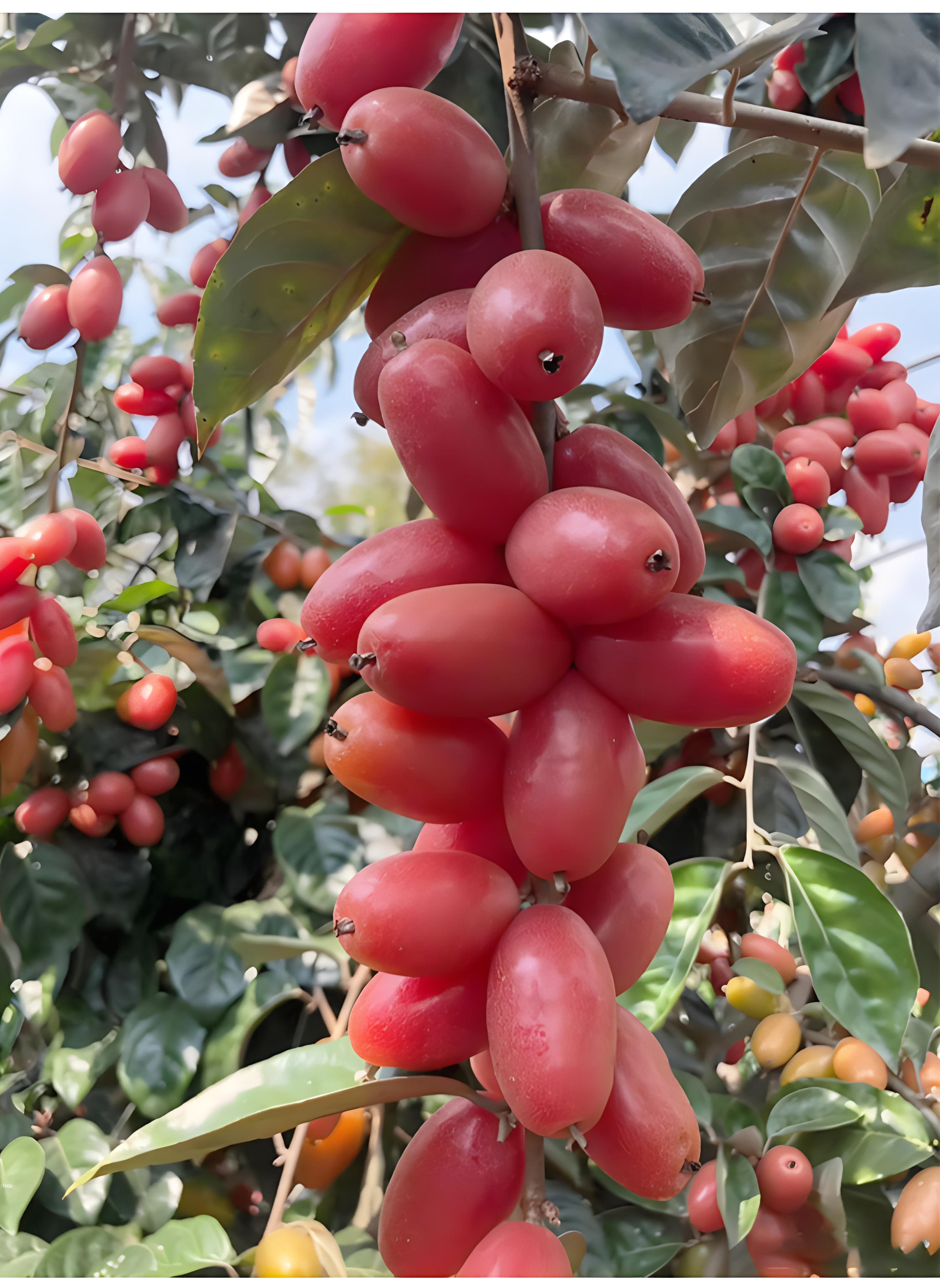 选购耐寒耐热嫁接羊奶果树苗,享受高产甜美的果实!