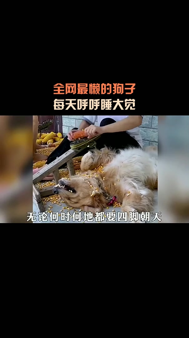 狗懒孑图片图片