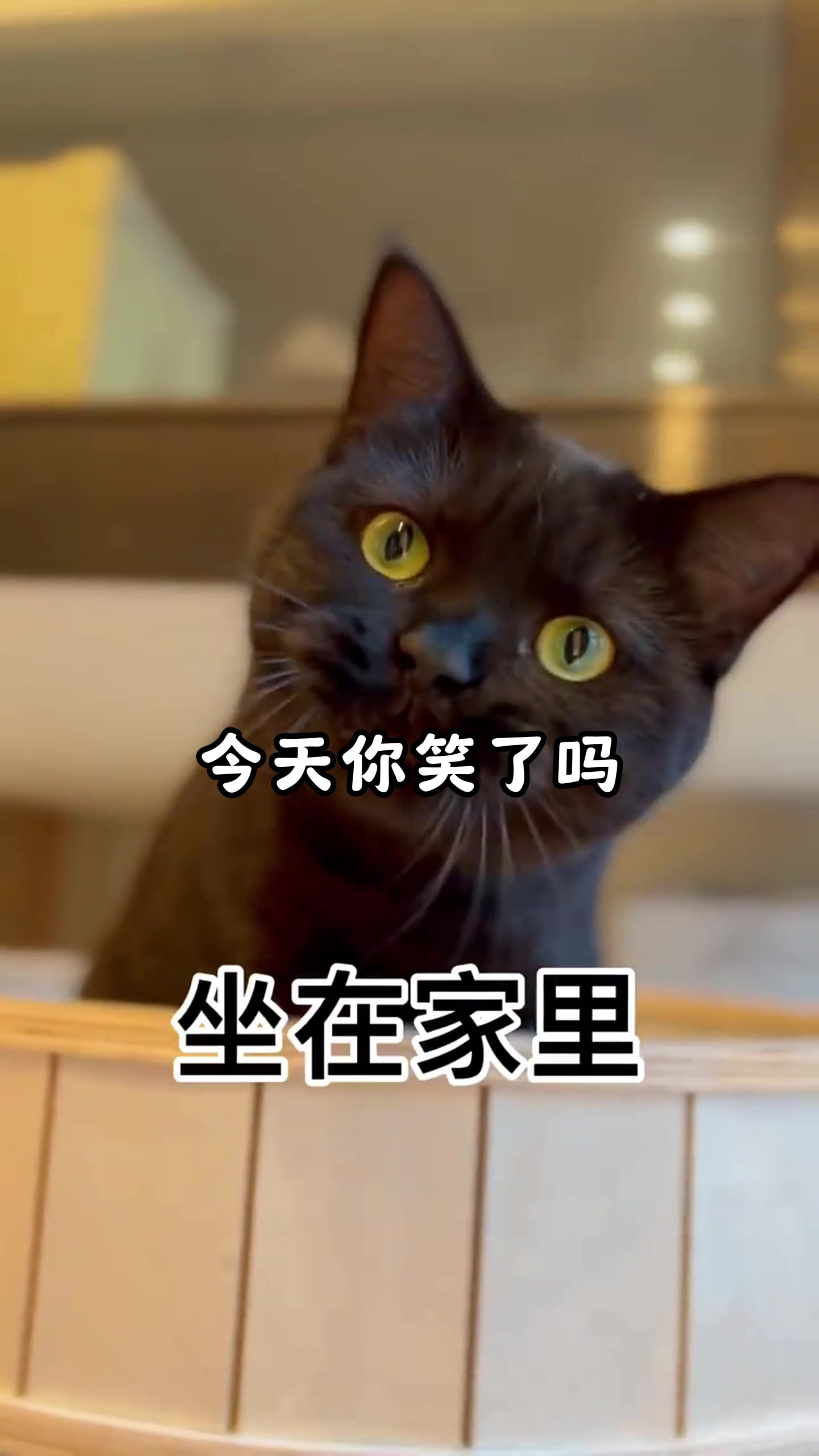 盘点萌宠的爆笑瞬间,你看我干啥,想绝育啊