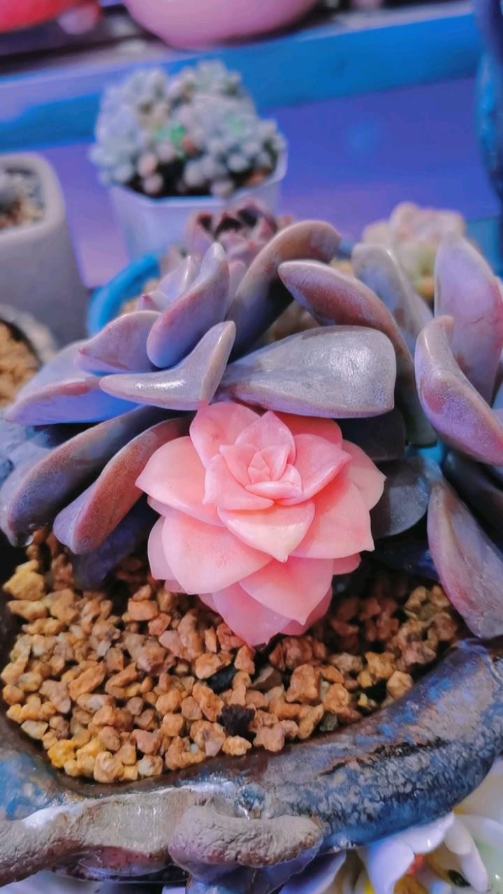 紫乐红锦,带锦的多肉到底有多美