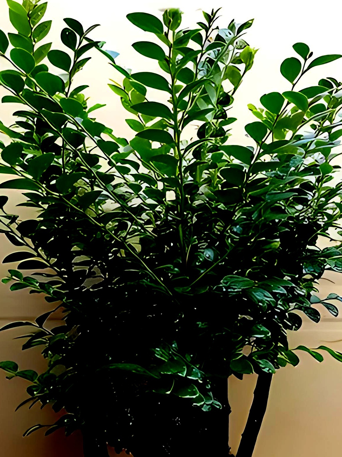 盆景观赏植物《小叶紫檀》