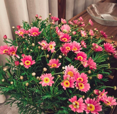 云南玛格丽特花盆栽:魅力独特,喜阳,植株大而饱满,满头花苞