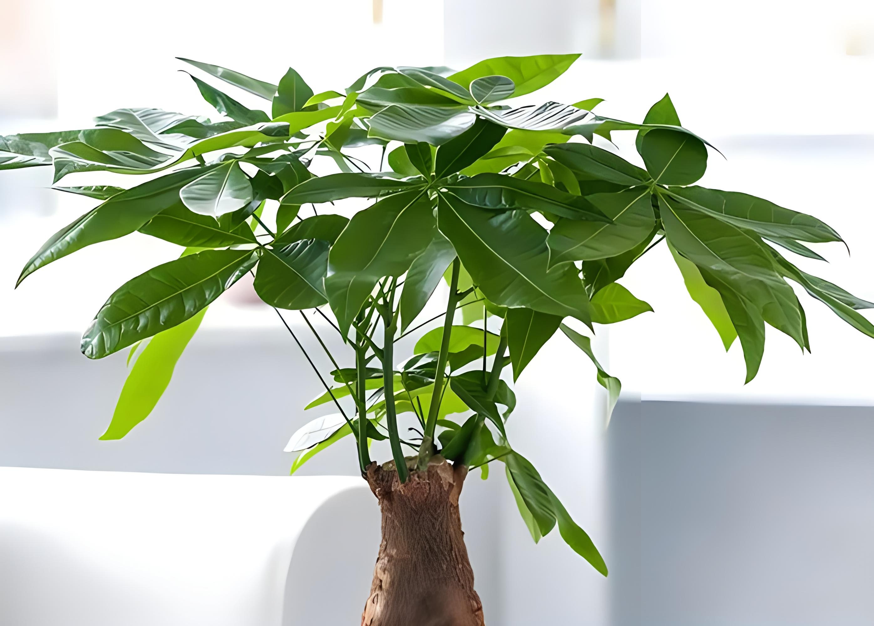 发财树寓意着财运亨通,是许多人喜欢在家中或办公室摆放的盆栽.