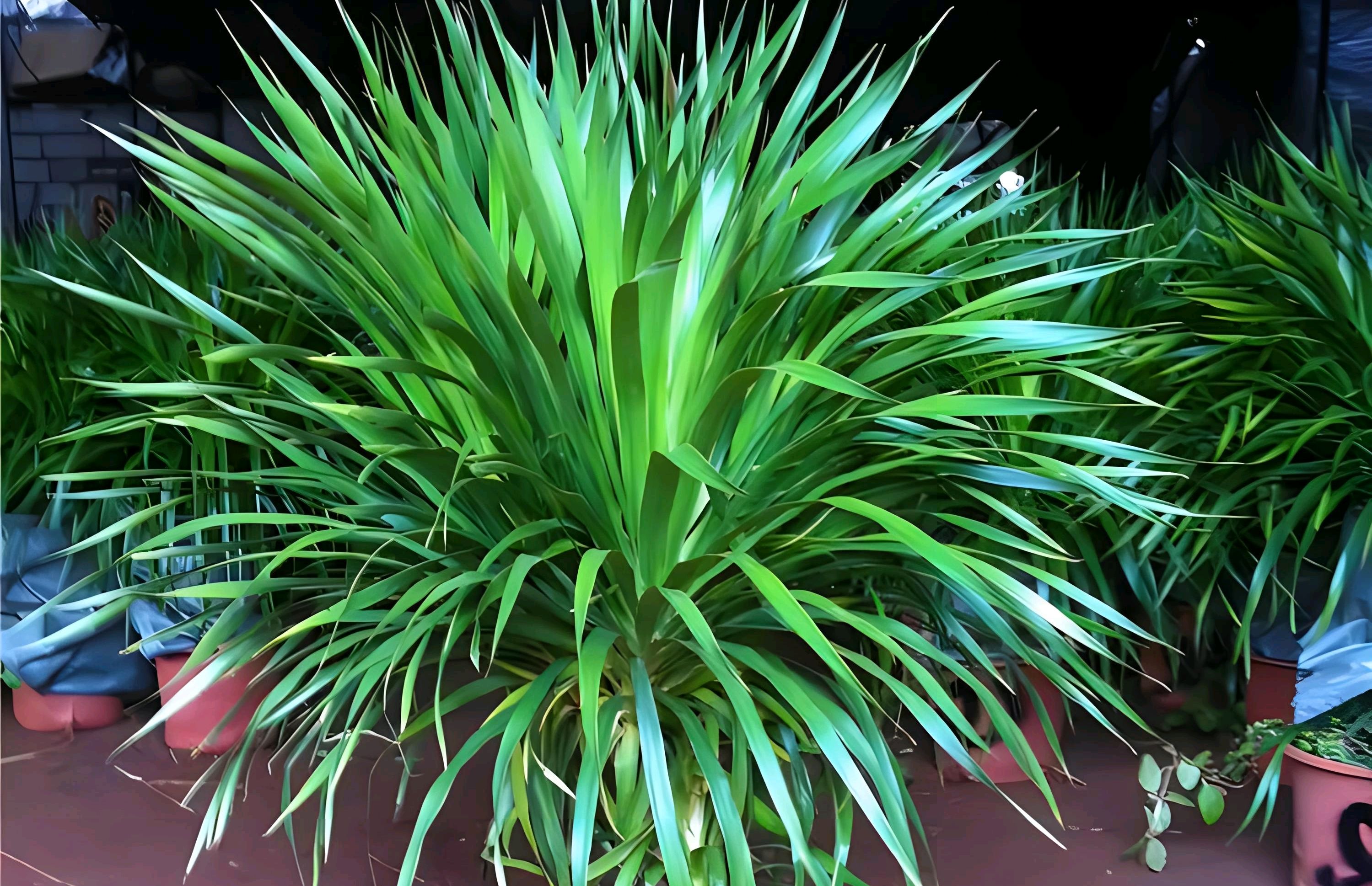 龙血树是一种常见的观赏植物,它具有独特的树干和枝叶,形态优美,颇受