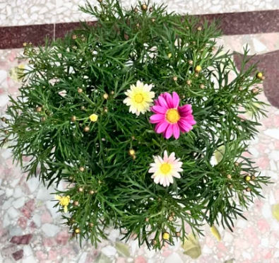 云南玛格丽特花盆栽:魅力独特,喜阳,植株大而饱满,满头花苞