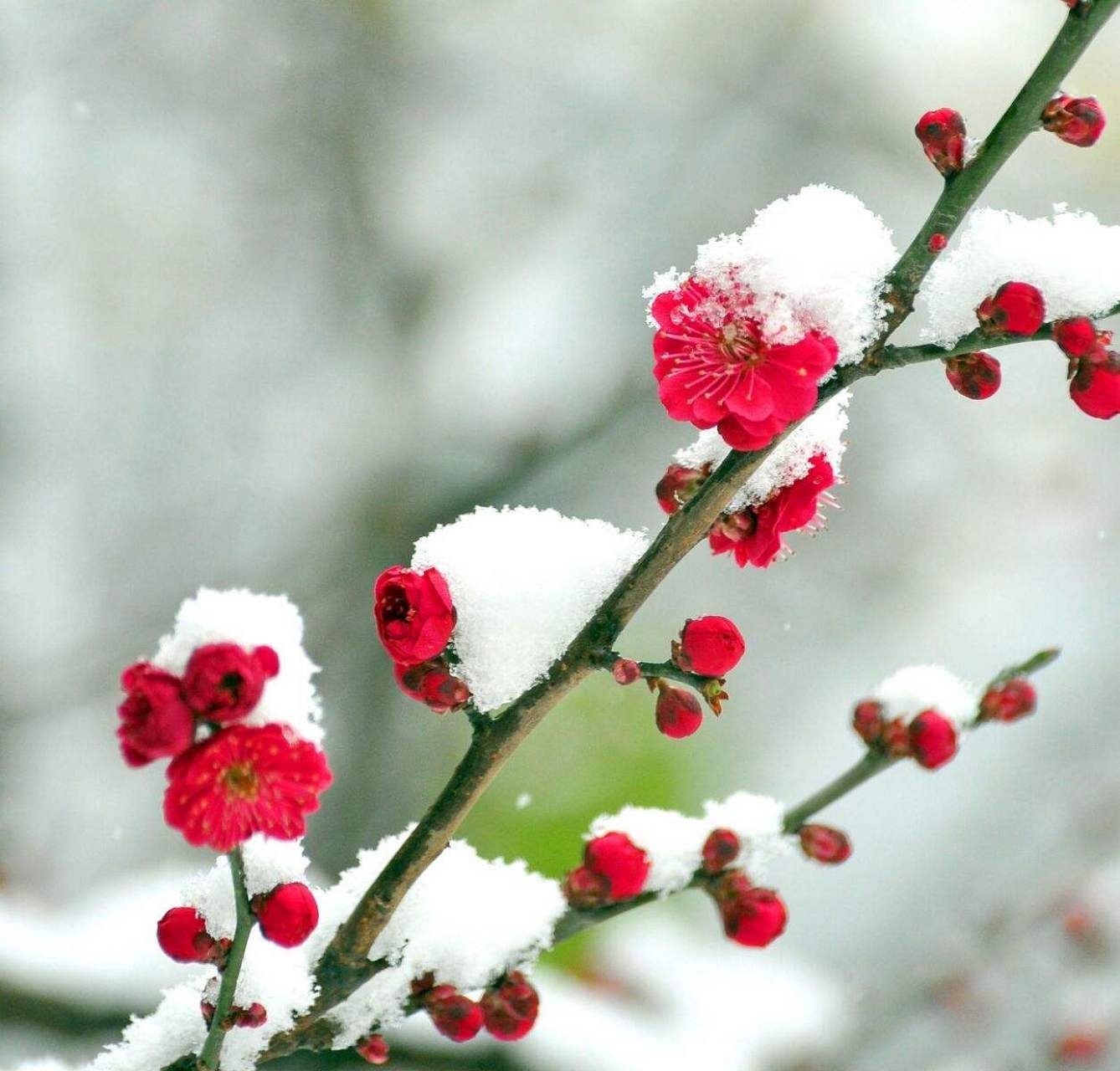 白雪红梅唯美图片