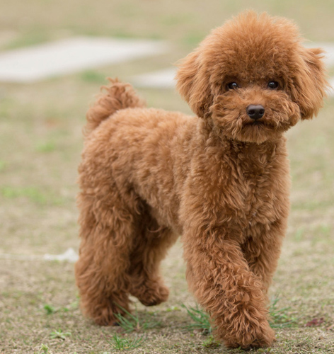 什么颜色的泰迪犬最贵图片