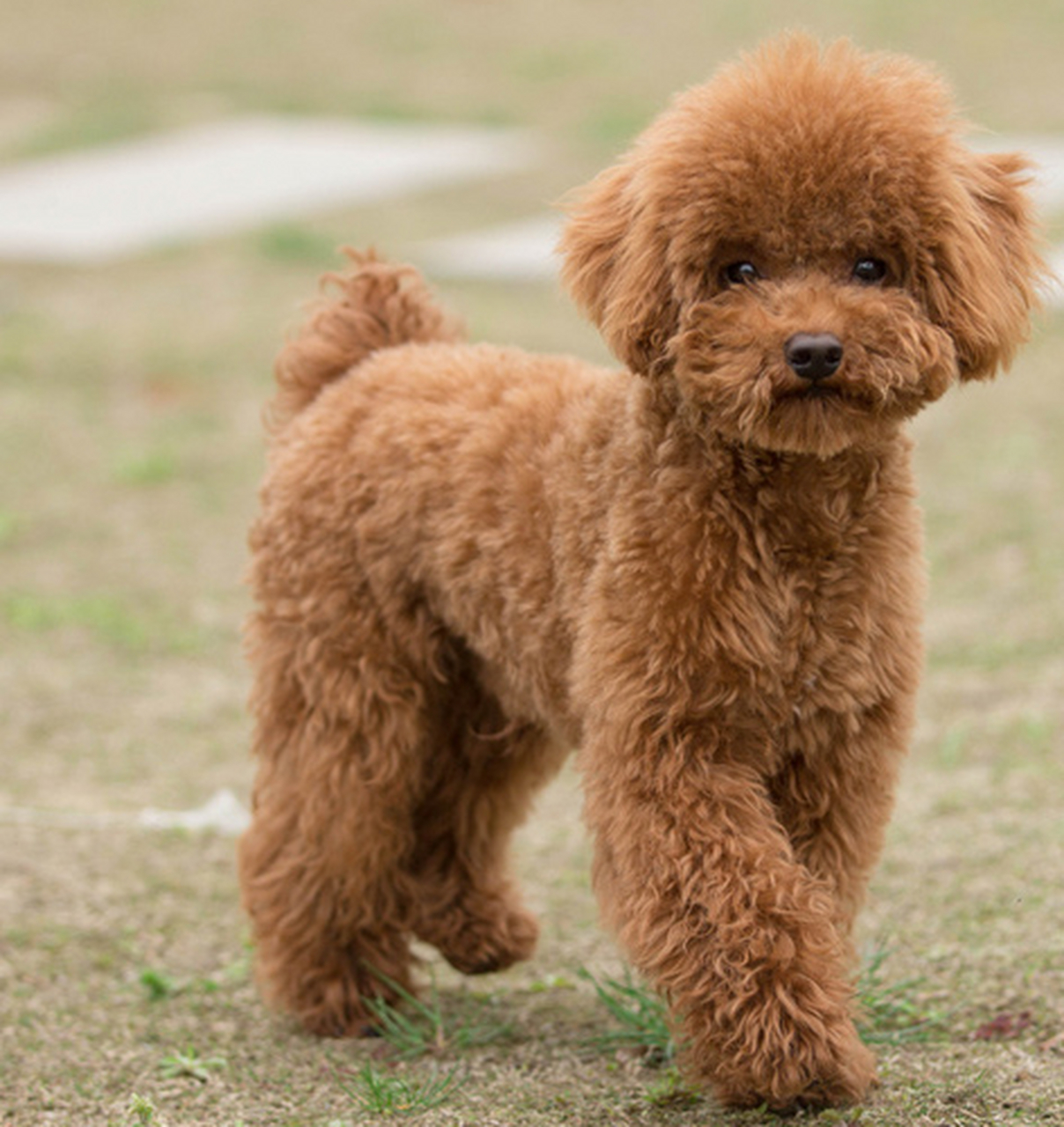 泰迪犬图片欣赏图片