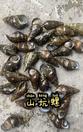 探寻韶关美食之谜:爆炒山坑螺的独特魅力
