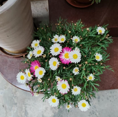云南玛格丽特花盆栽:魅力独特,喜阳,植株大而饱满,满头花苞