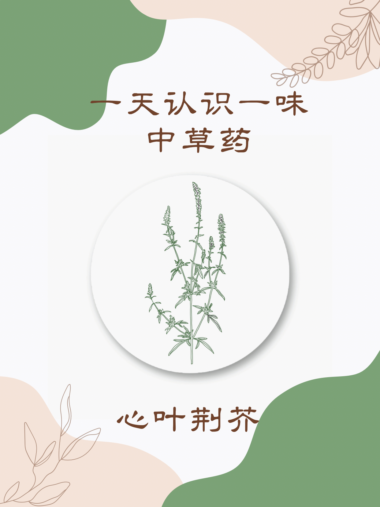 心叶荆芥图片