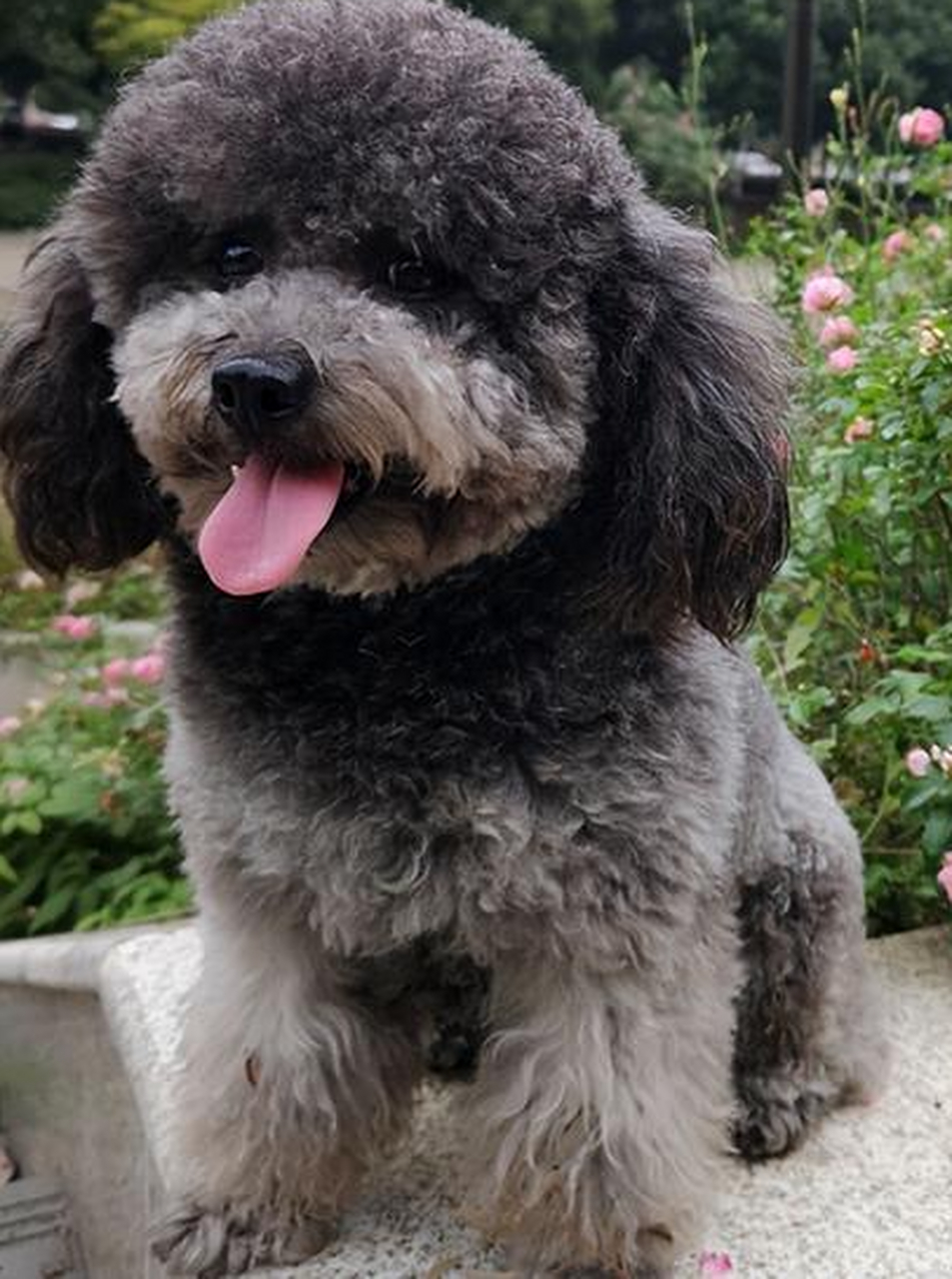 泰迪犬是贵宾犬的一种修剪方式,颜色和价格受多种因素影响.