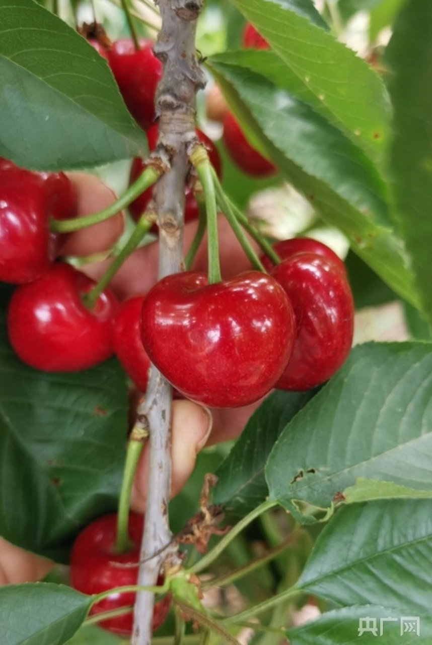 大连瓦房店大樱桃上市】央广网大连2月2日消息(记者 于芳菲 王松)