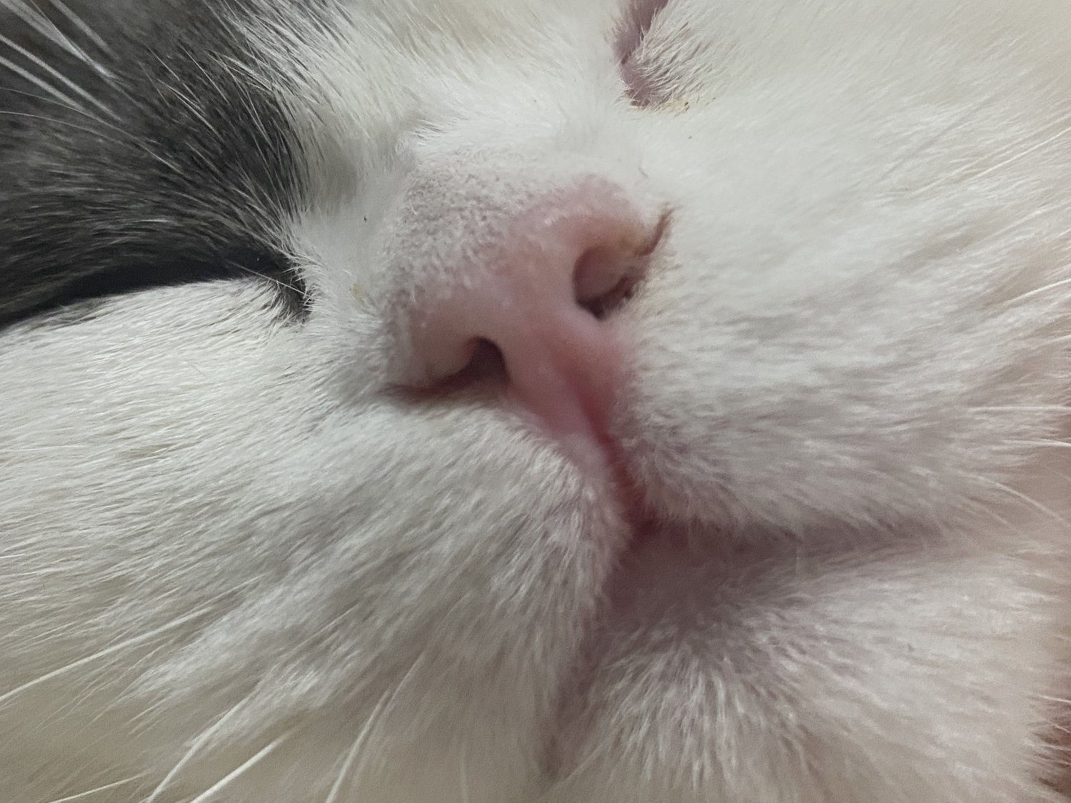 猫咪绝育后鼻头红肿出血怎么办?