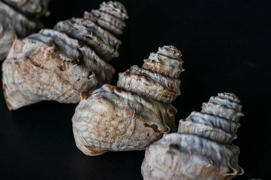 回顾现在都是假螺蛳古人吃出4万平米螺蛳壳山才是真螺蛳