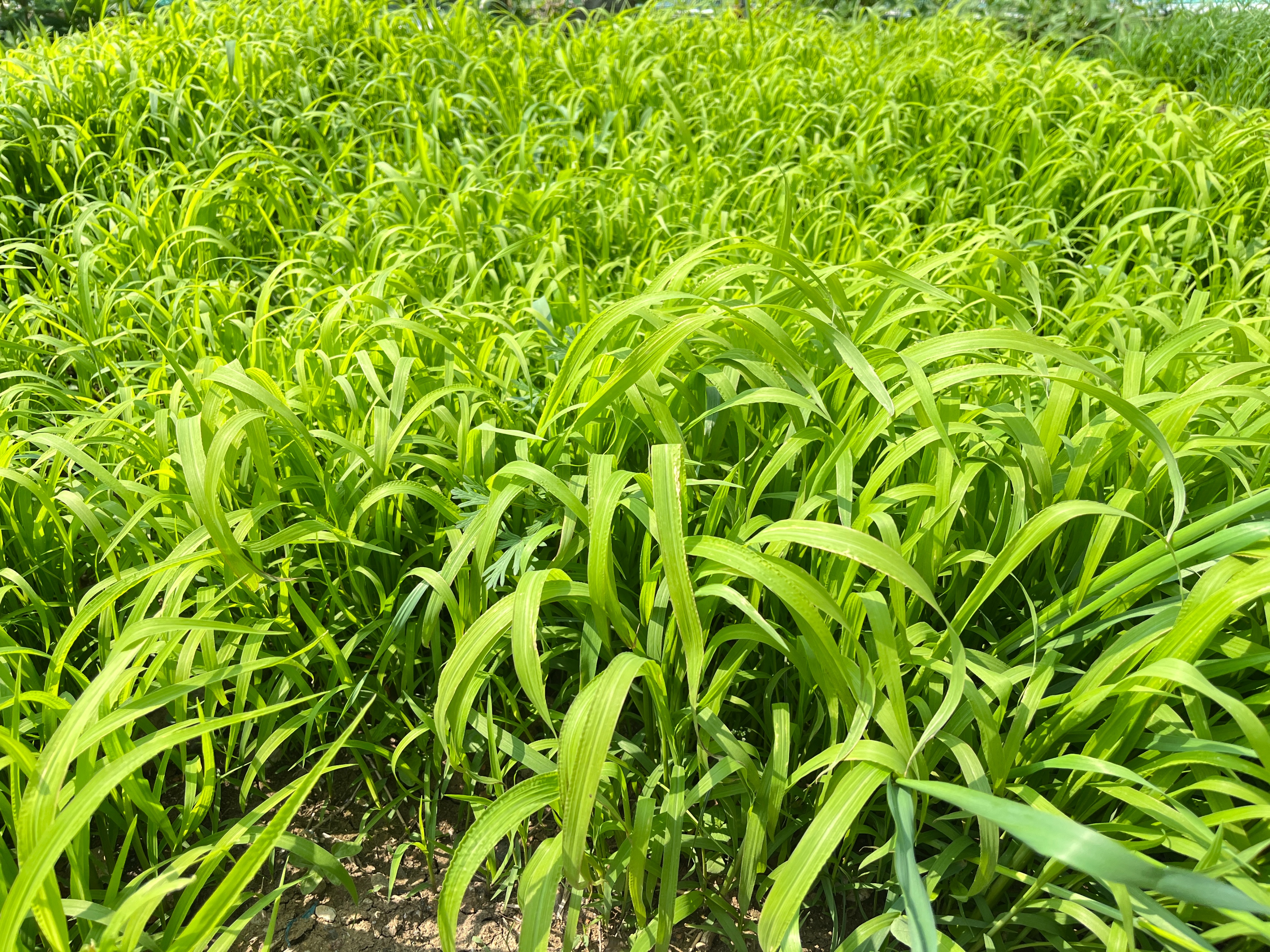 湖南开春养鱼种小米草,30天就能割,生长快,鱼苗爱吃,消化率高