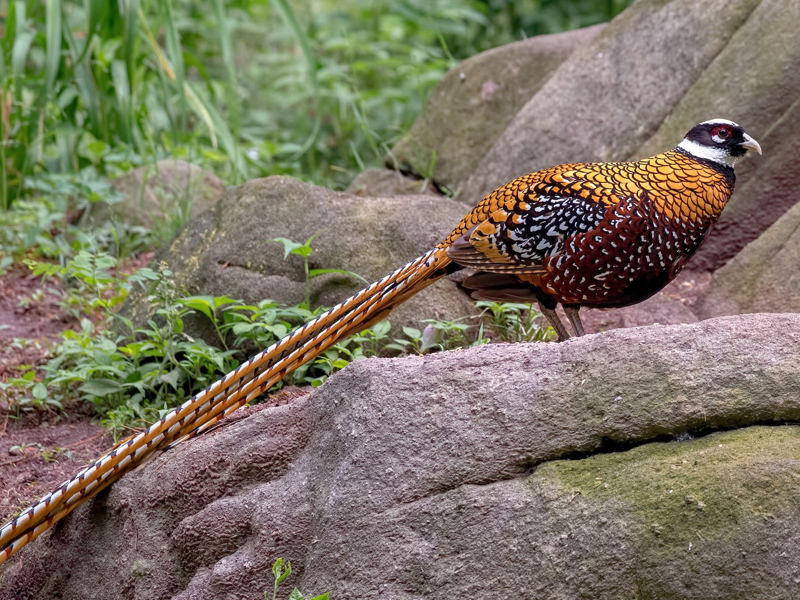 湖北宜昌发现长尾鸡,羽毛靓丽似金甲,性情凶猛敢跳起来叨人