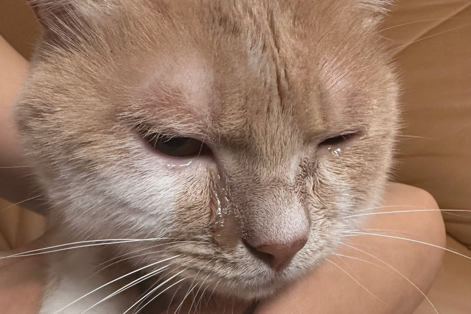 同时采用barf喂养方式增强免疫力.出现异常症状请及时就医