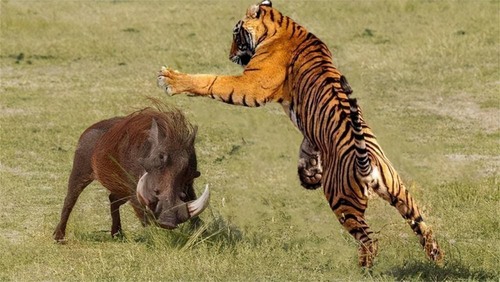 揭秘"一猪二熊三老虎":为何野猪在东北老猎人眼中位列猛兽之首