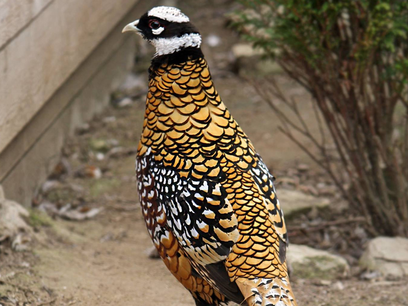 湖北宜昌发现长尾鸡,羽毛靓丽似金甲,性情凶猛敢跳起来叨人