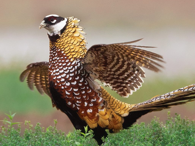 湖北宜昌发现长尾鸡,羽毛靓丽似金甲,性情凶猛敢跳起来叨人