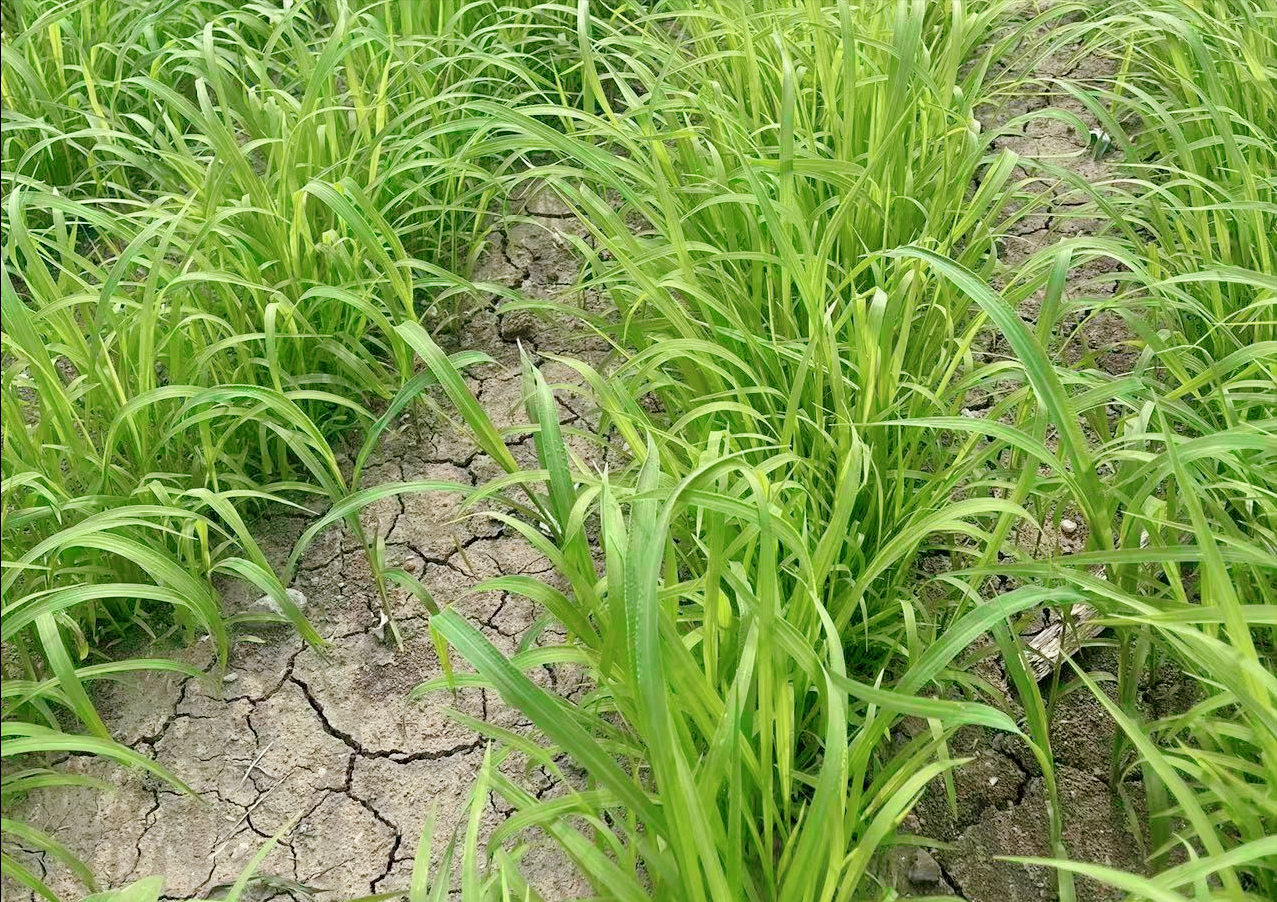 湖南开春养鱼种小米草,30天就能割,生长快,鱼苗爱吃,消化率高