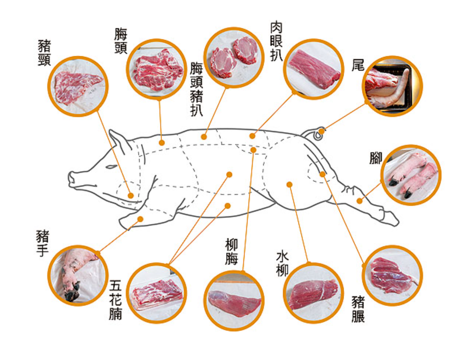 整猪分解图图片