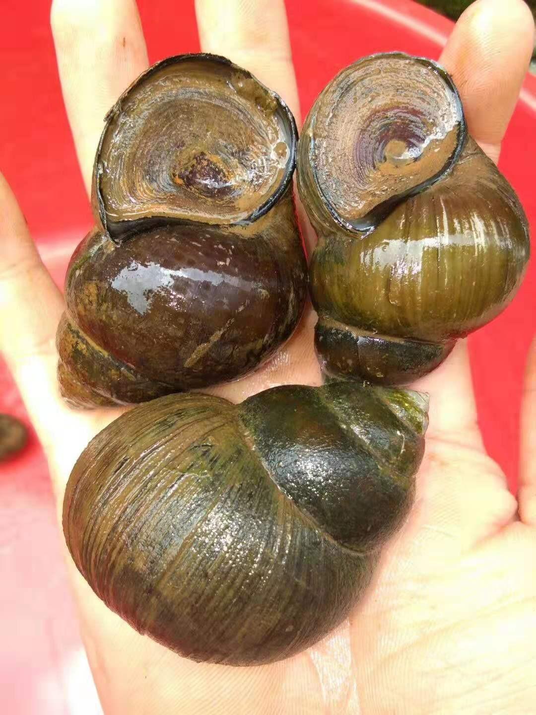 并不是真正意义上的螺类动物,而是一种名为"田螺"的淡水软体动物