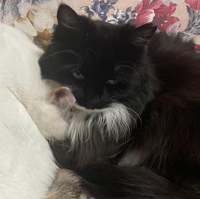 北京市西城区有偿寻找黑色长毛猫