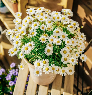 云南玛格丽特花盆栽:魅力独特,喜阳,植株大而饱满,满头花苞