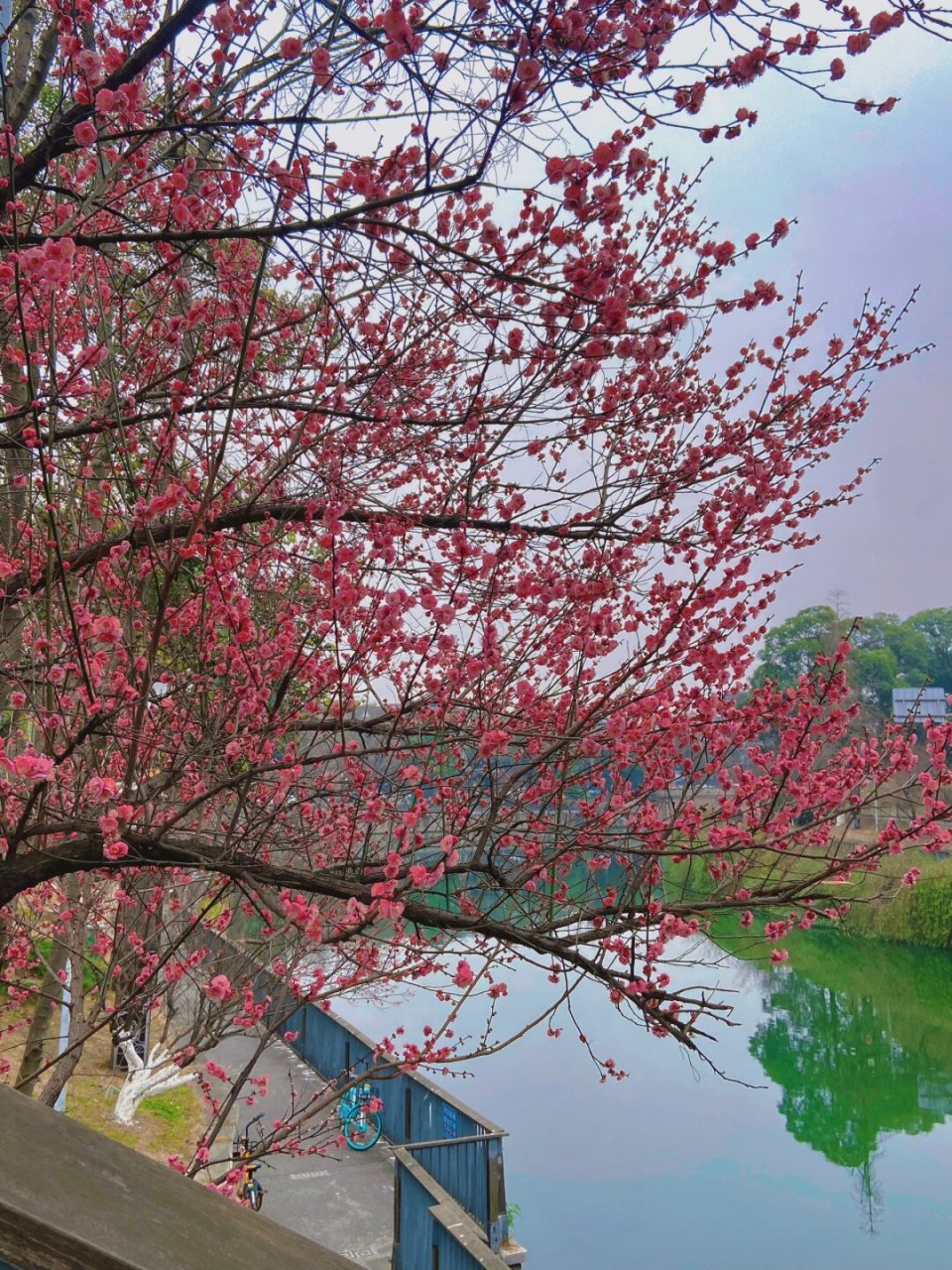 浣花溪公园梅园图片