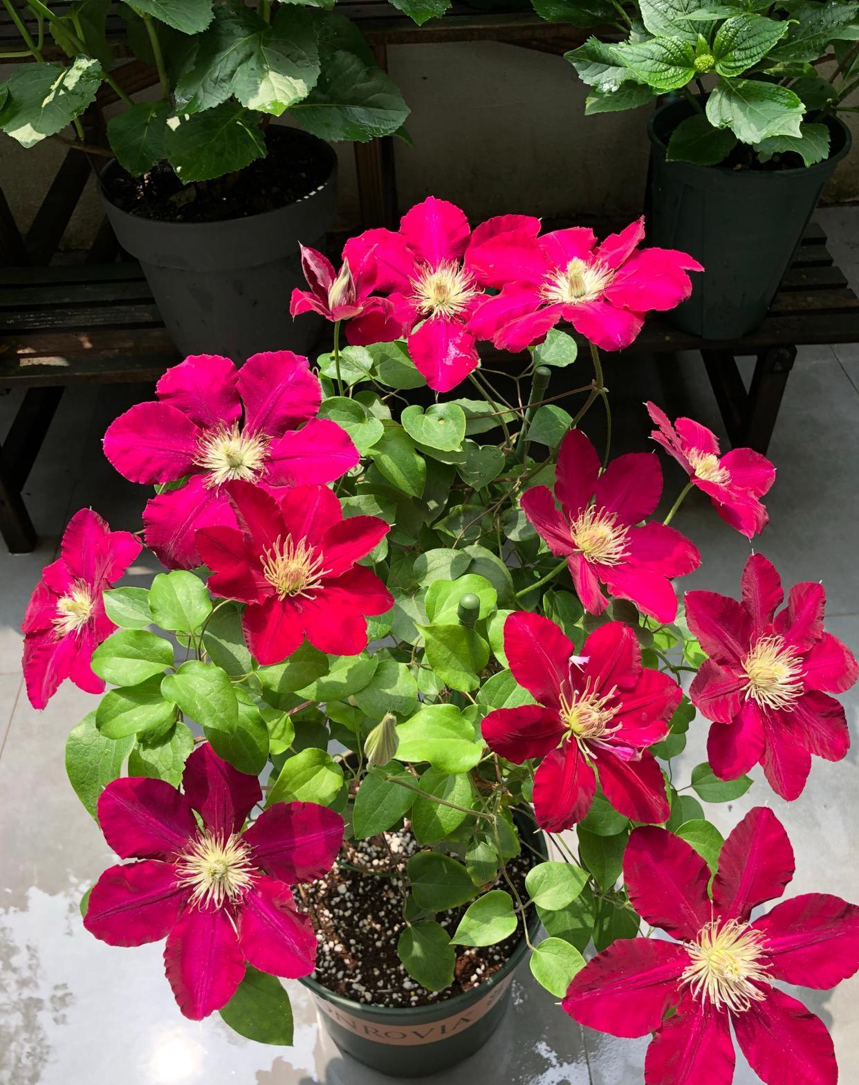 红色系大花铁线莲"瑞贝卡": 植株高度3米以上,攀爬能力强,生长速度快