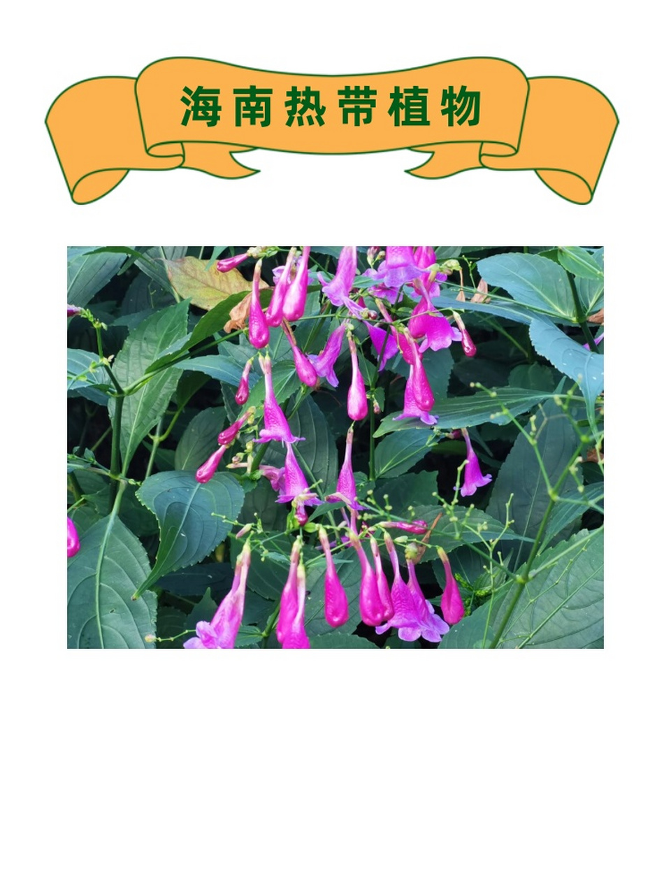 海南热带植物  当我踏入海南这片热土,仿佛置身于一个五彩斑斓的植物