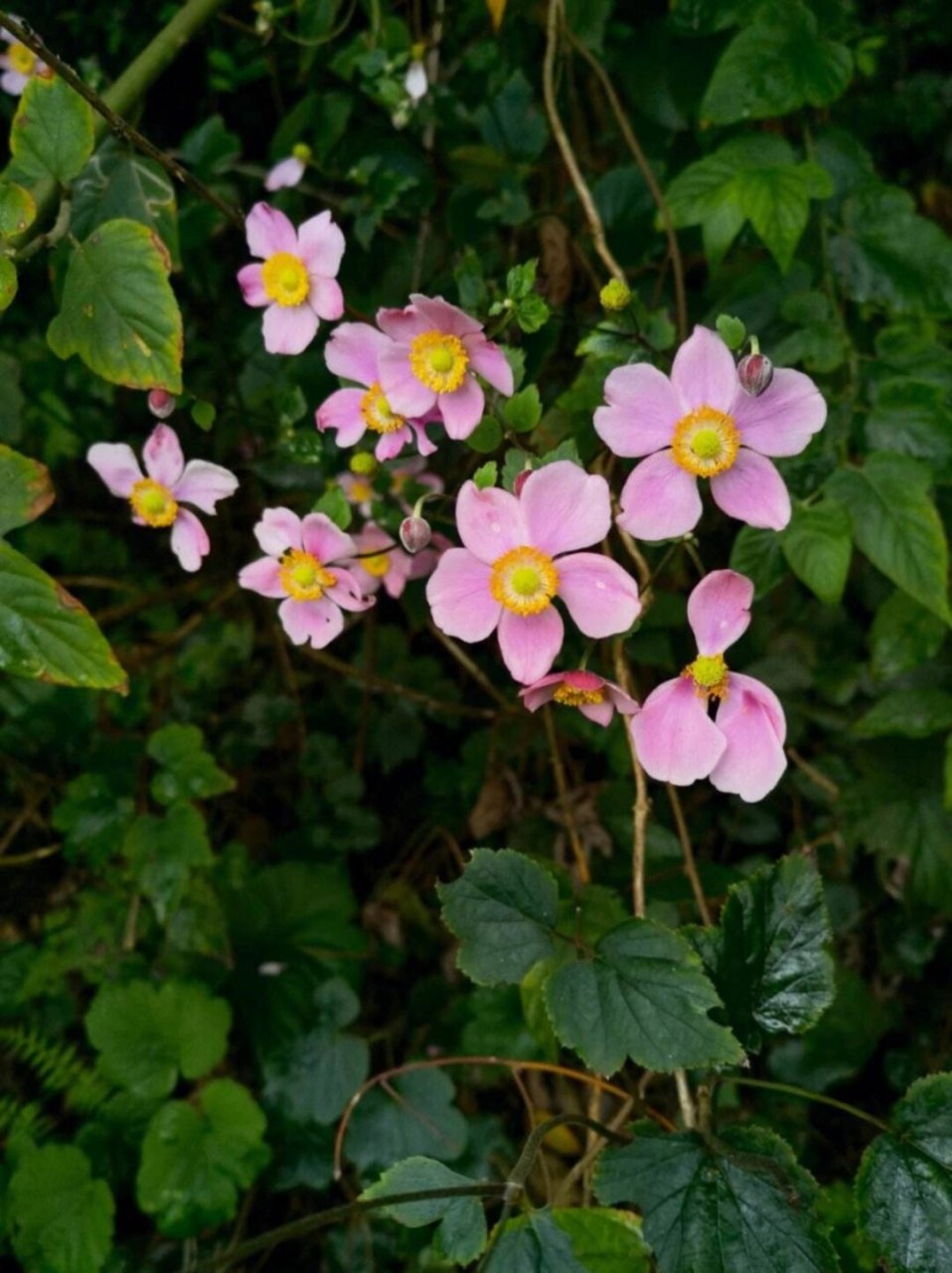 每天带你认识一种植物|打破碗花花  大家好,今天我要向大家介绍一种