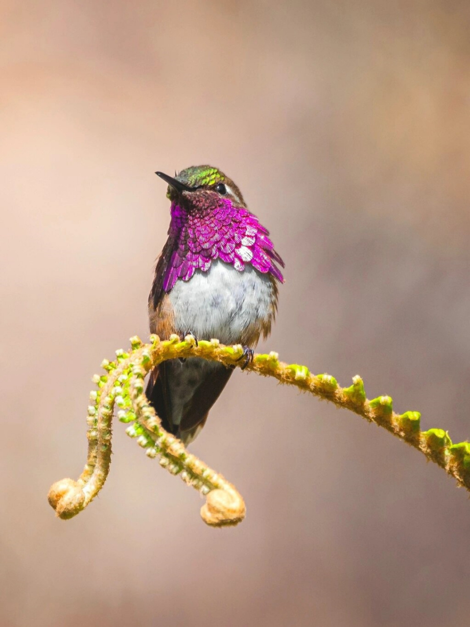 瑰喉蜂鸟|每天认识一种神奇动物019  我今天分享的是瑰喉蜂鸟,拥有着