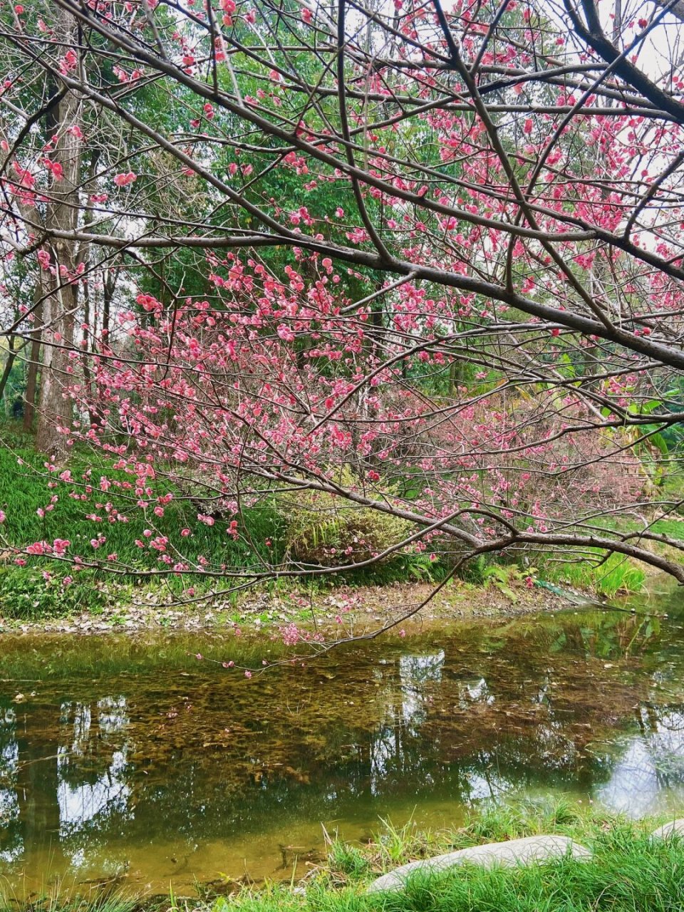 浣花溪公园梅园图片