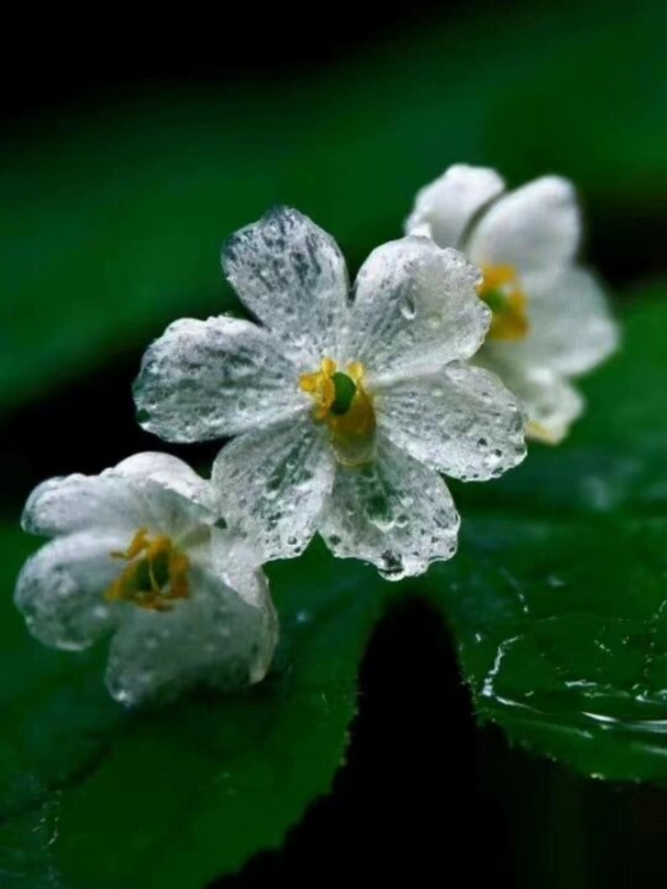 我第一次与山荷叶相遇,是在观看《小花仙》的时候.