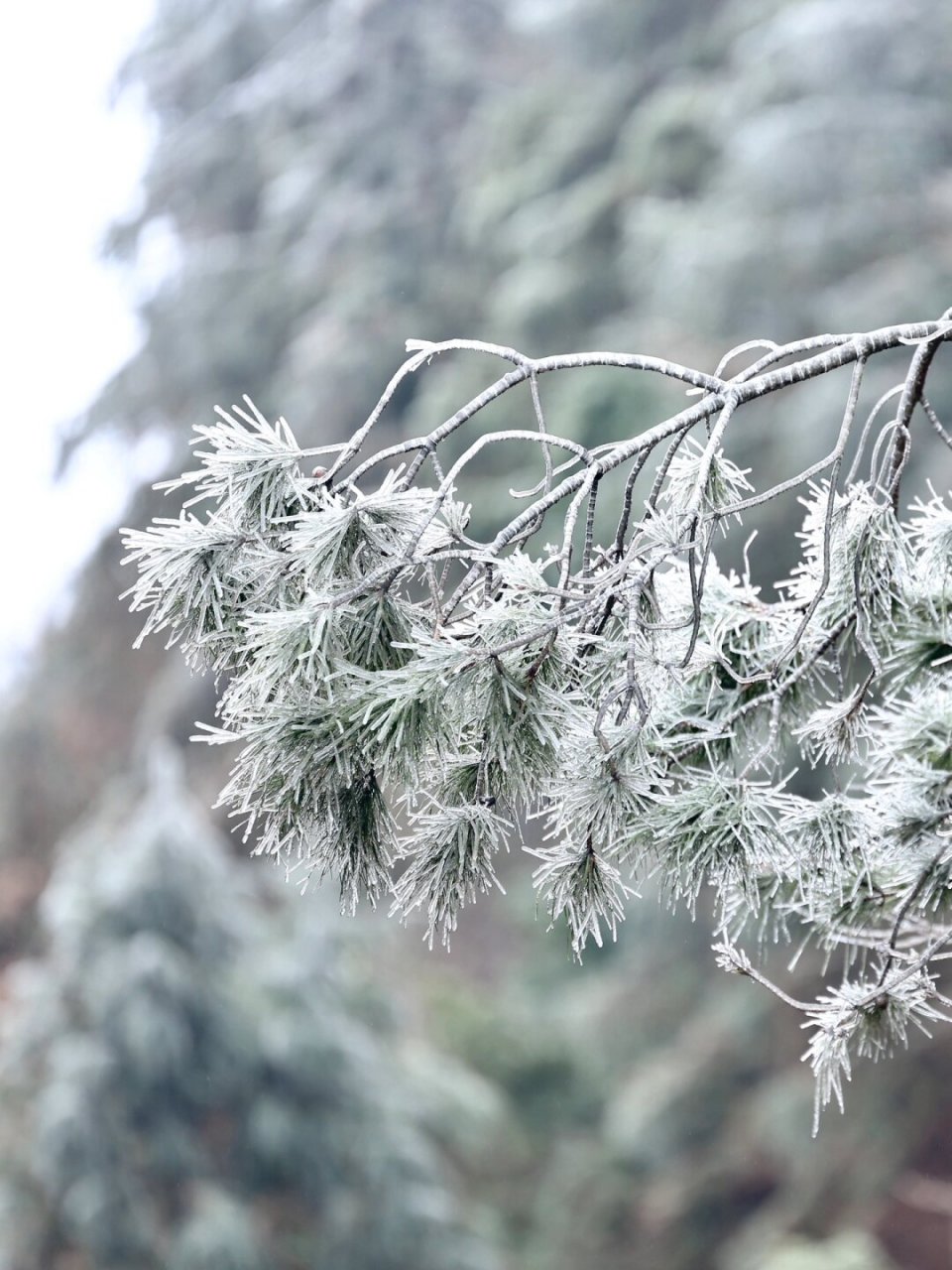 趁着年轻,我选择了去清远的云冰山徒步