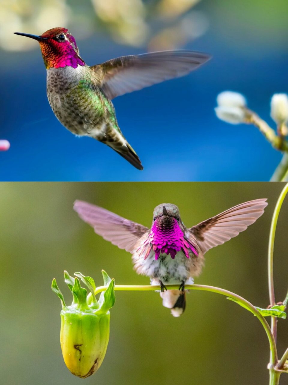 瑰喉蜂鸟|每天认识一种神奇动物019  我今天分享的是瑰喉蜂鸟,拥有着