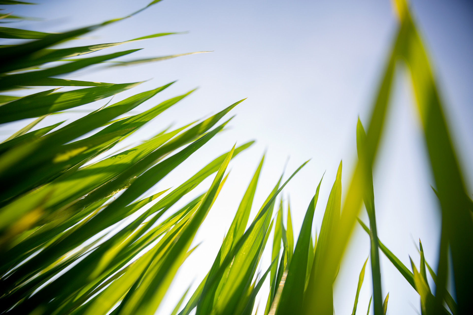 71绿叶嫩芽怎么拍出生机勃勃?